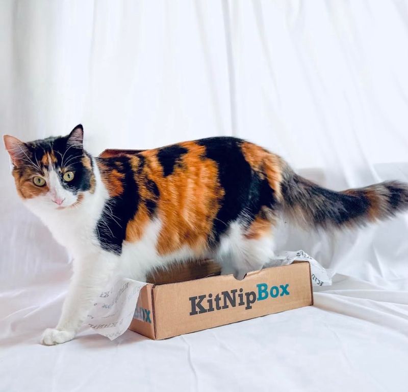 Cat playing with a wand toy
