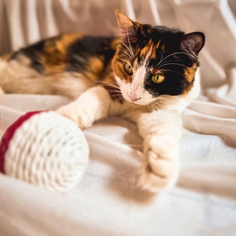 Cat reacting to a toy
