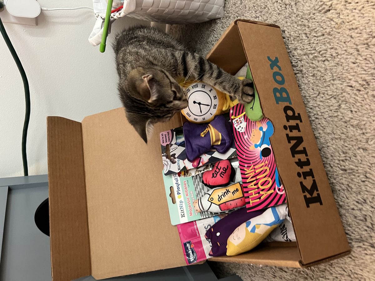 Kitten exploring an opened KitNipBox with toys spilling out