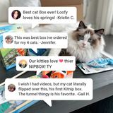 Kristin, Jennifer, and Gail reviews - cats with toys