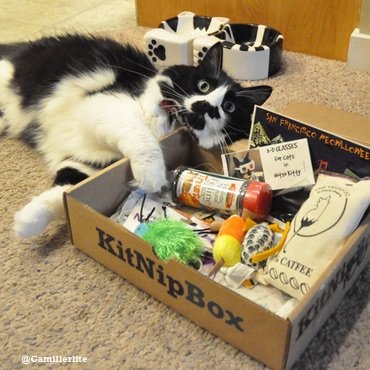 Cat laying next to their KitNipBox of fun.