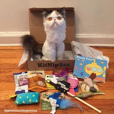 Cat looking proud after opening their KitNipBox toys and treats.
