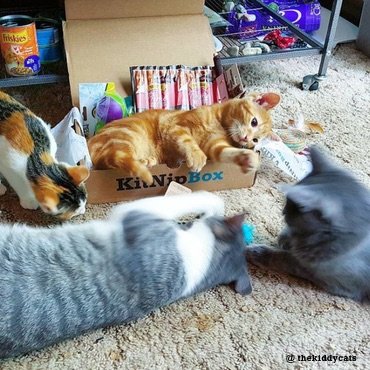 Four kitties gathered around their monthly box of fun and enjoying their new toys.