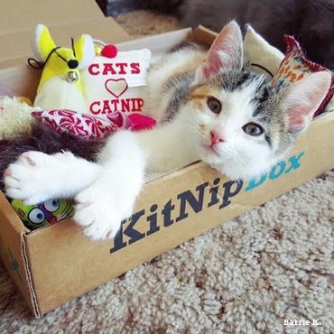 Cat snuggled up with their new KitNipBox filled with catnip toys.