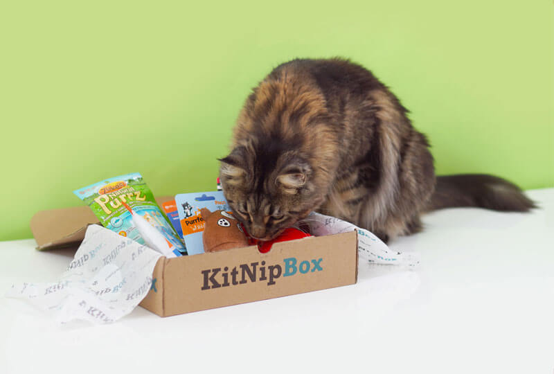 Cat Monthly Subscription Box of Fun Catnip Toys, Treats & More | KitNipBox