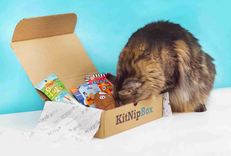 Cat Monthly Subscription Box of Fun Catnip Toys, Treats & More | KitNipBox