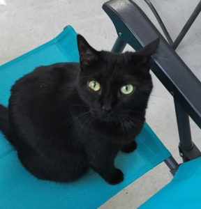 Black Cats: With Green Eyes in Chair