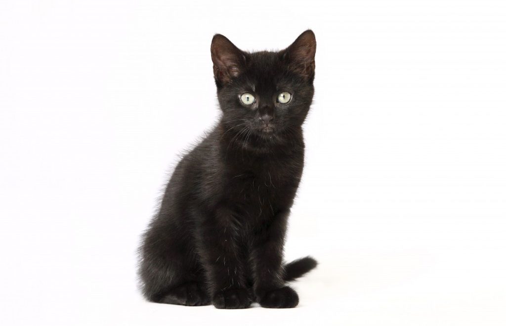 Black kitten with White background