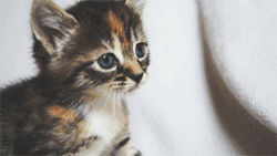 Gif of a Kitten Meowing