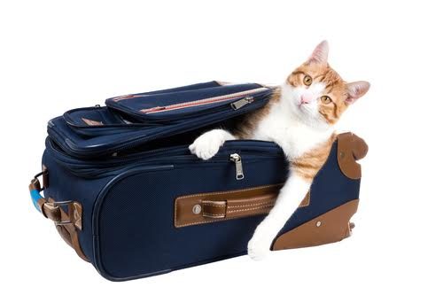 Cat Staycation: Kitty in a Suitcase