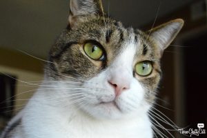 Fostering Cats: Three Chatty Cats - Dexter