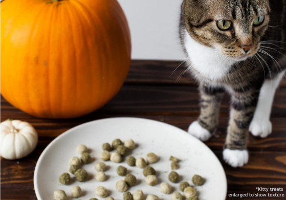 Why Does My Cat Meow So Much? — Pumpkin®