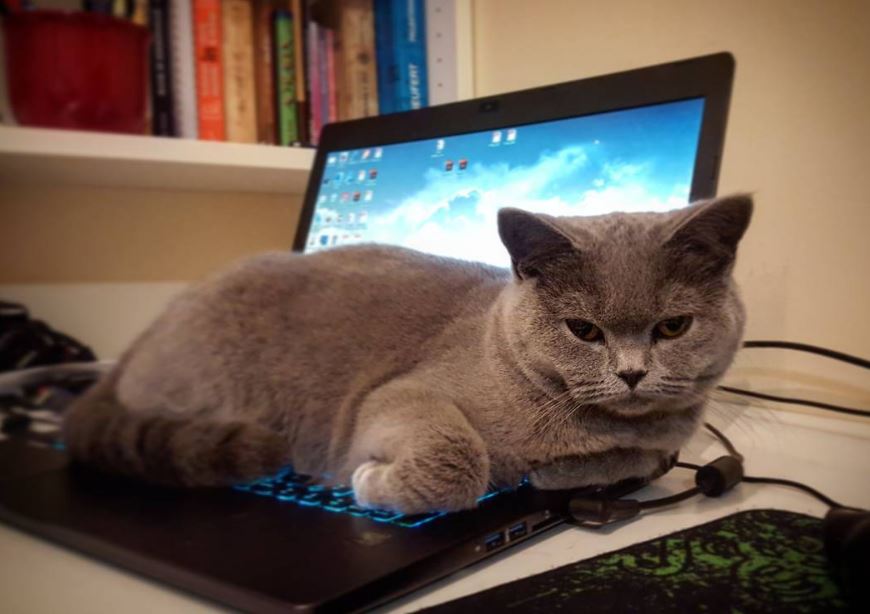 Mew Years Resolutions: I won't sit on your keyboard anymore