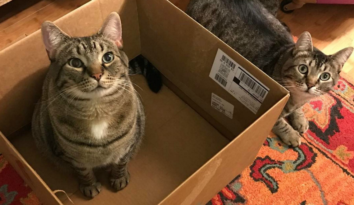 “If I Fits, I Sits!” Why Cats Love Boxes So Much
