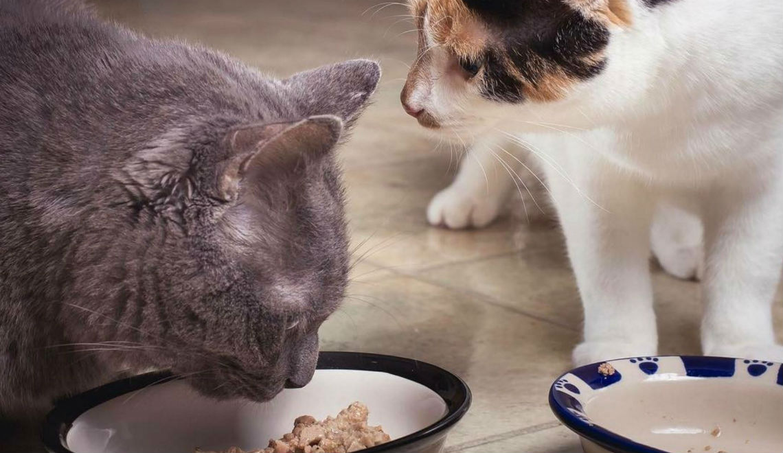 Kitties eating a bowl of yummy cat treats