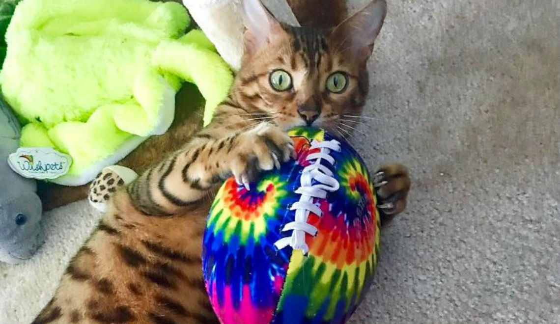 Cat with football