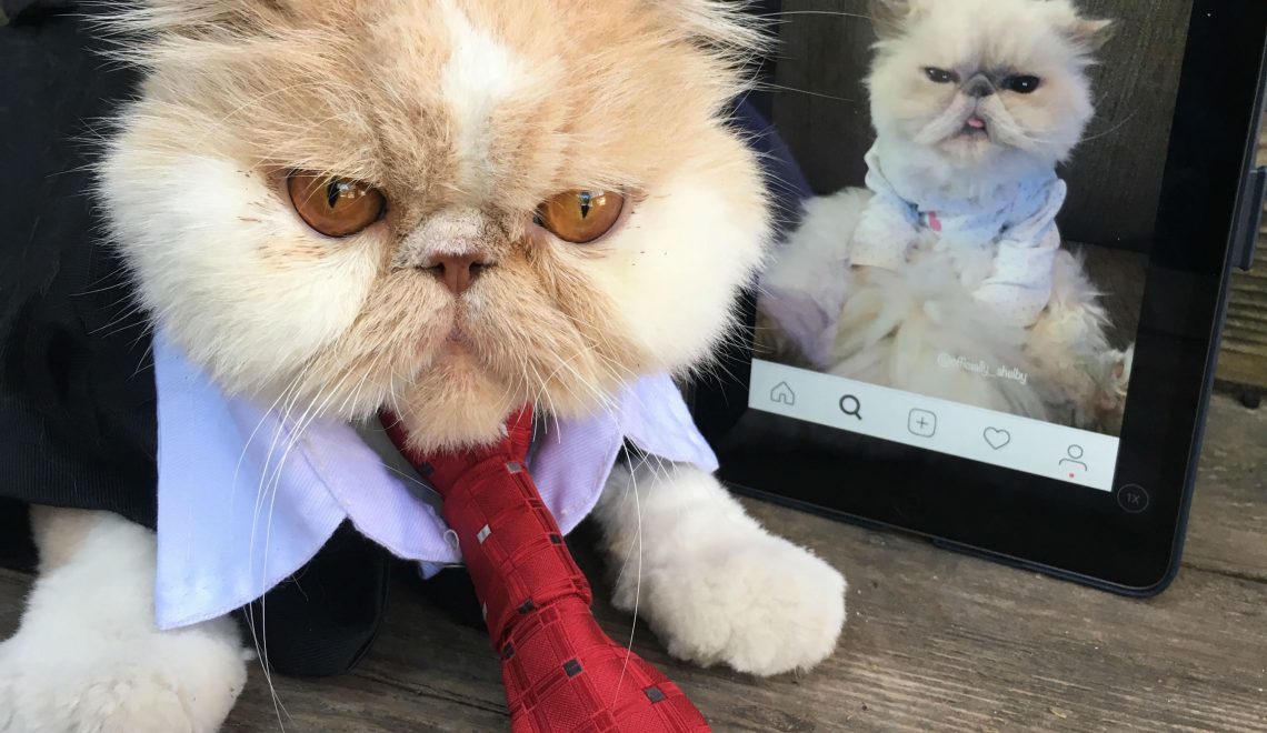 Meet Instagram's Fluffiest Cat Lovers: Shelby and Seymour!