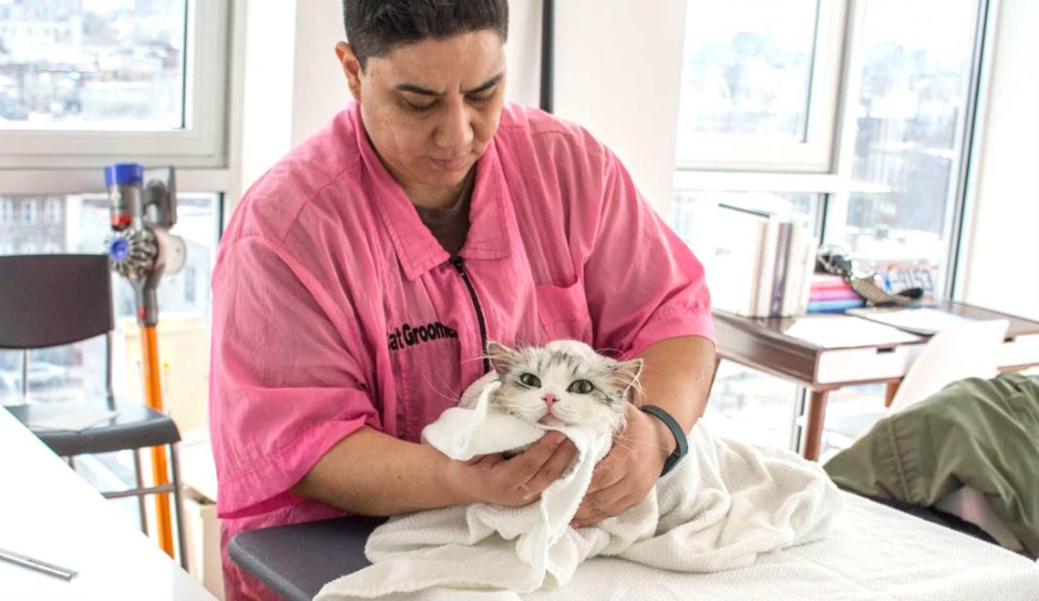 Carolyn Ayala, NYC's first & only certified feline master groomer