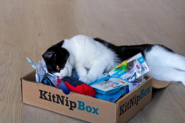 Cat mentally stimulated by the KitNipBox