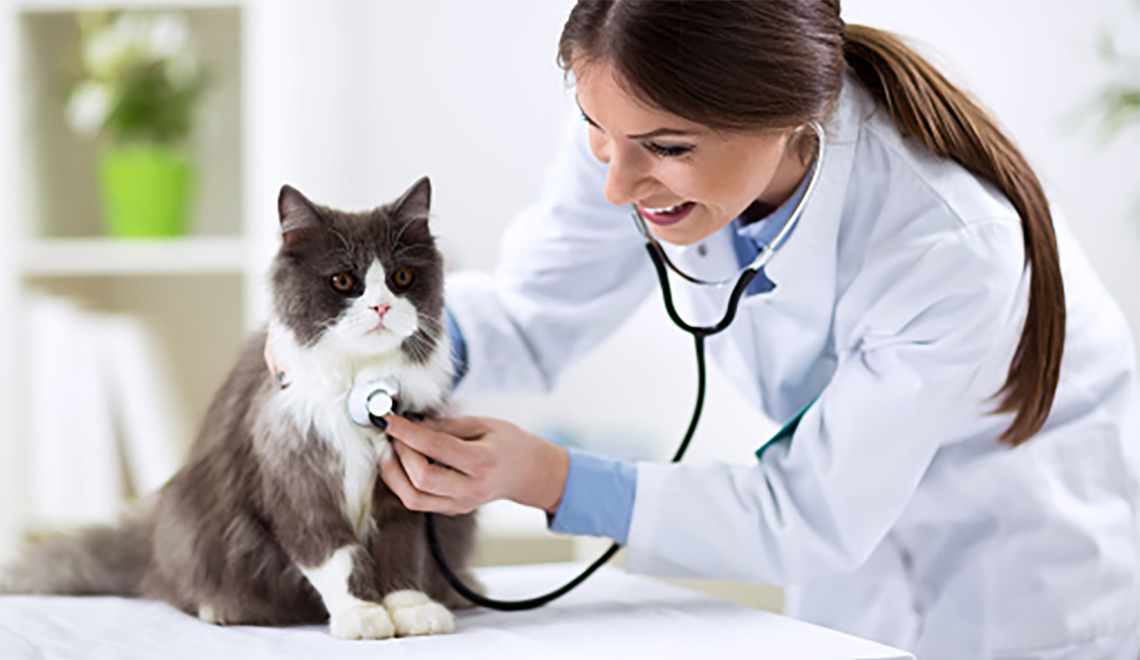 Pet Insurance: Healthy Paws and KitNipBox