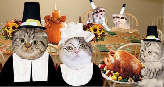 Thanksgiving cats
