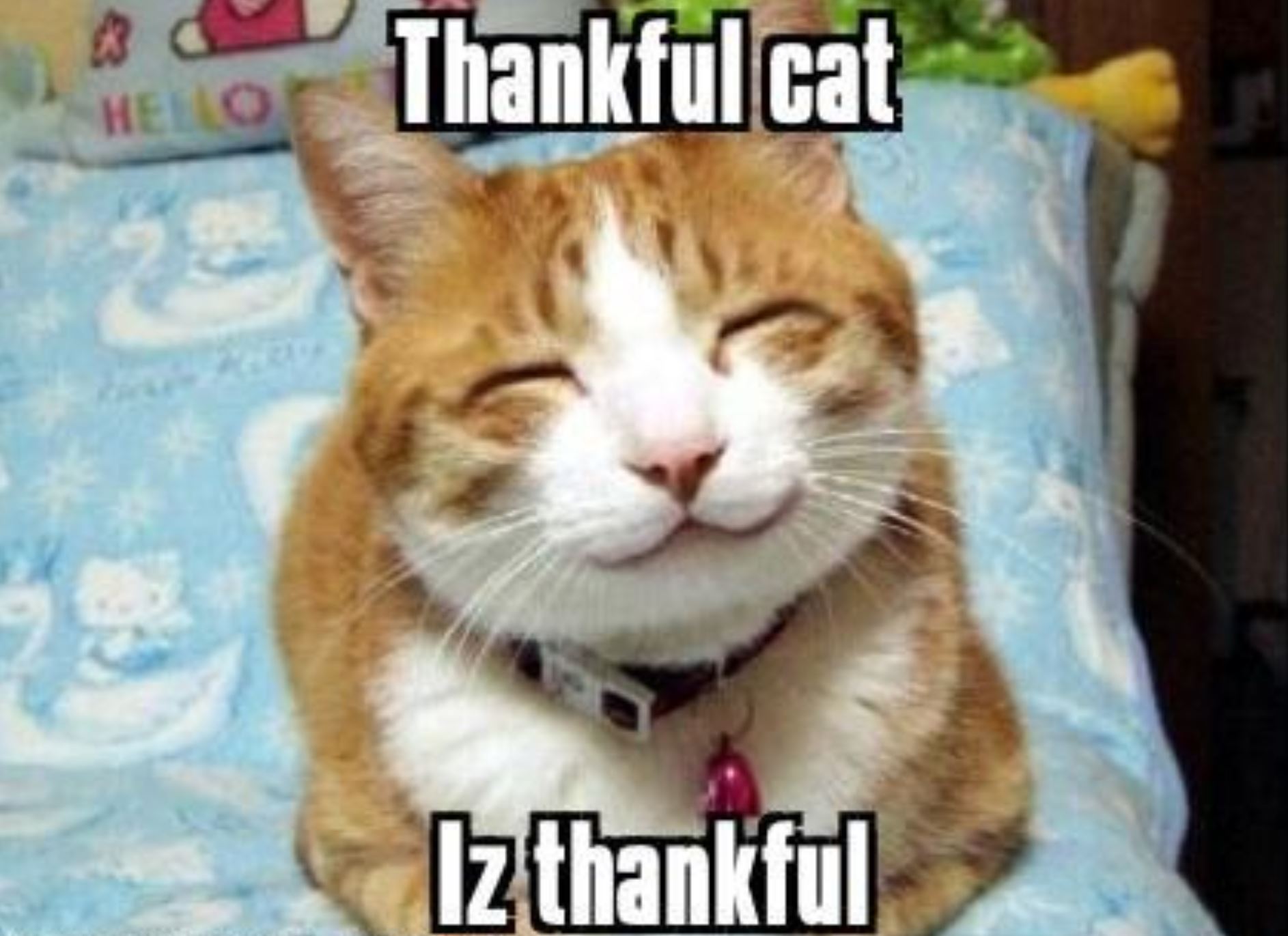 thanksgiving cat is thankful 