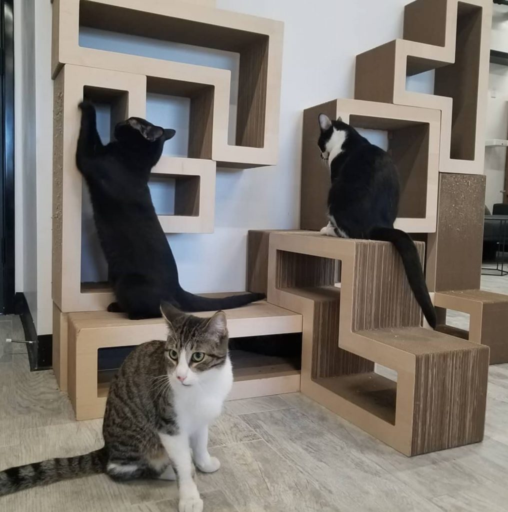 The CatCafe Lounge Check out Los Angeles' Firstever Nonprofit Cat Cafe!