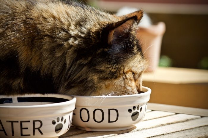 Feeding cats a balanced diet is the key to them living a long, healthy life!