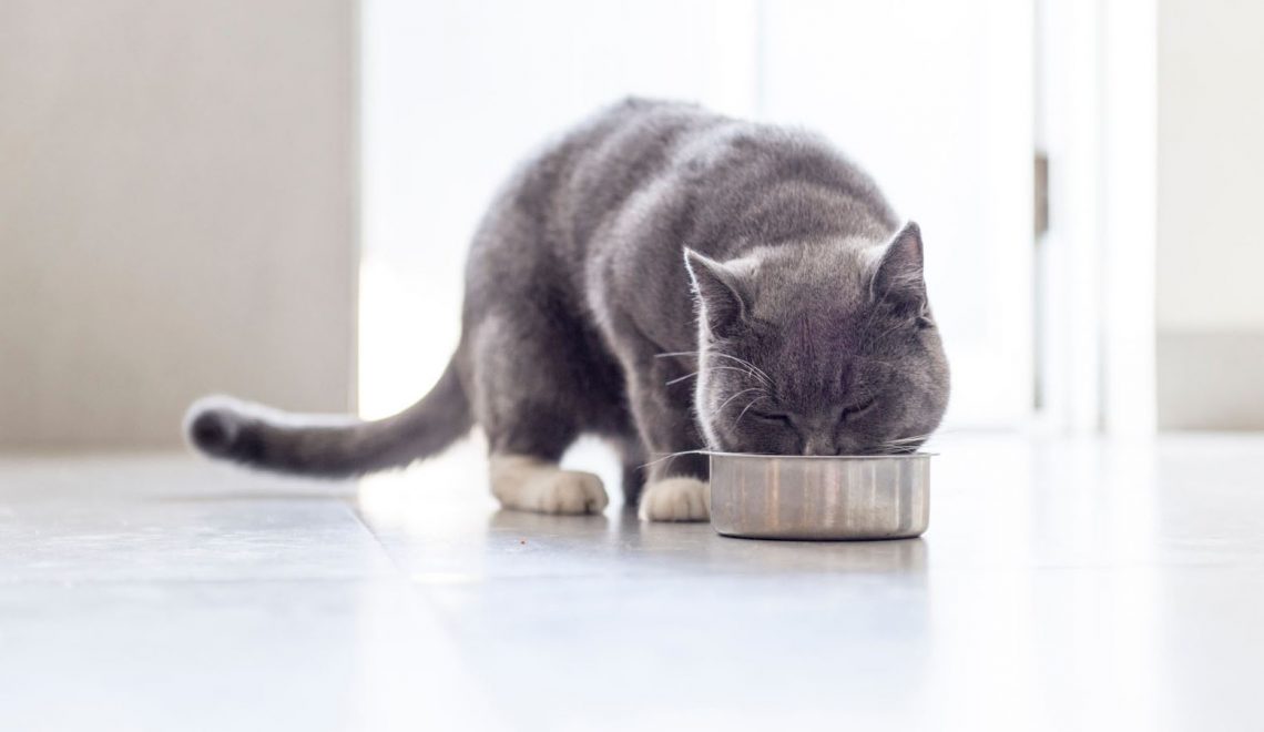 commercial cat food ingredients to beware of