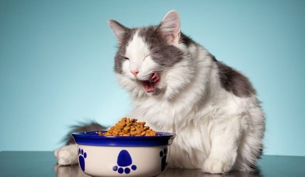Cat food ingredients to avoid