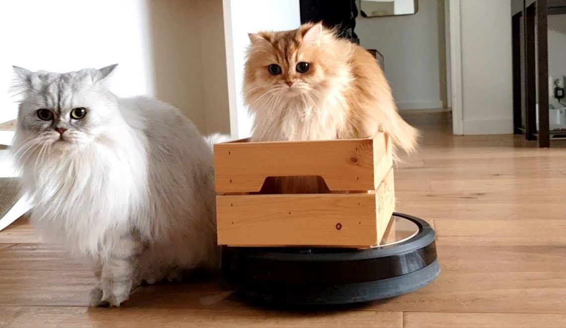 Robot Vacuums for Homes With Cats