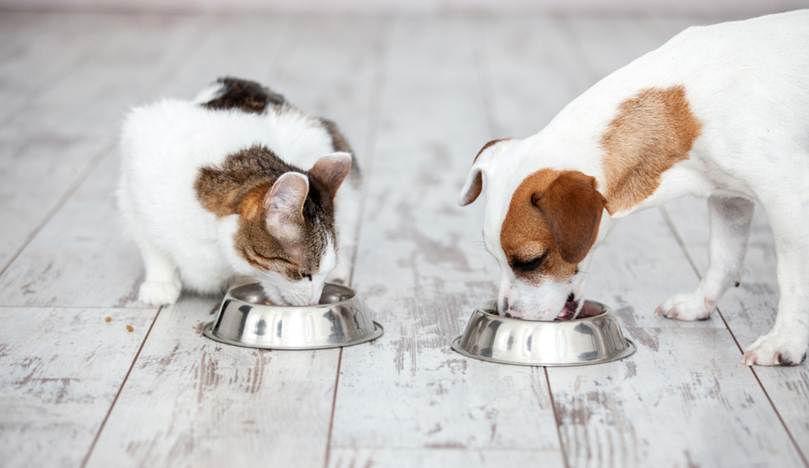 Dogs Love Kitty Kibble Why it's Important to Keep Cat Food Away from Dogs