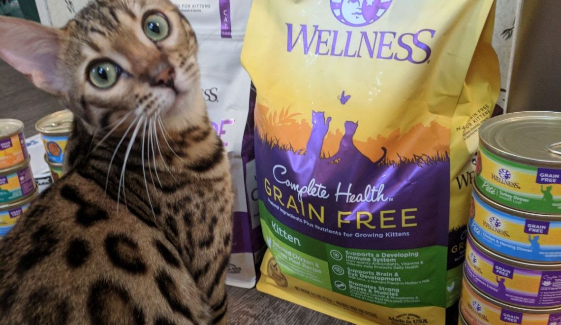 Cat with Wellness cat food