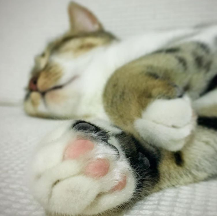 adorable toe beans 