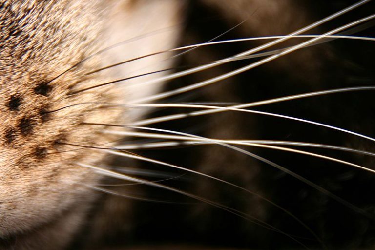 10 Things You Never Knew About Whiskers KitNipBox