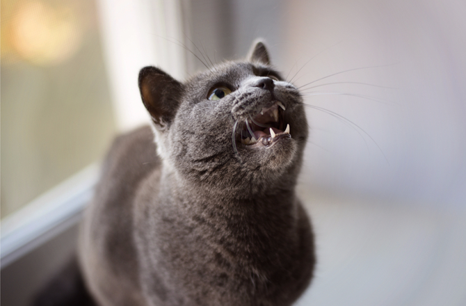Grey cat is agitated