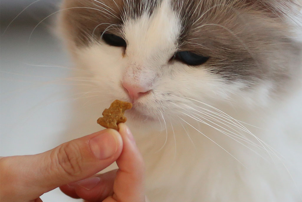 image of cat being fed a small Vitakraft treat