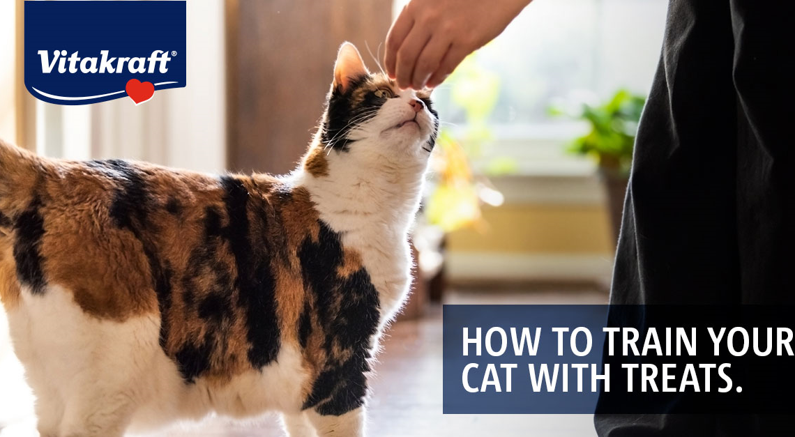 Want to teach your cat a few tricks? Or maybe just curb their bad behavior? Use treats in your training to reward the desired behavior!