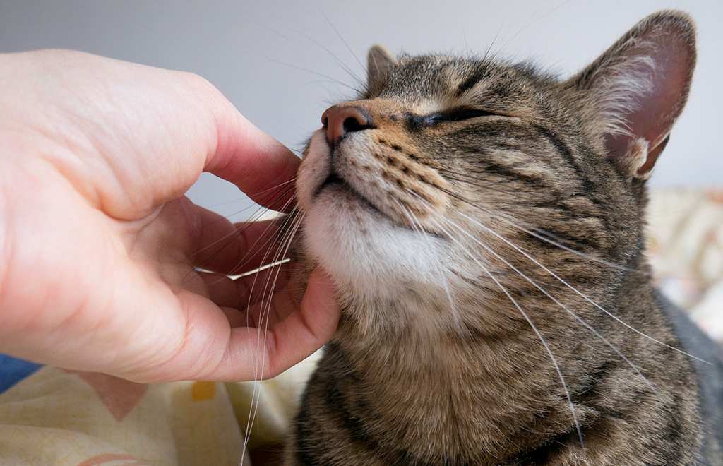 7 Signs Your Cat Loves You More Than Anything