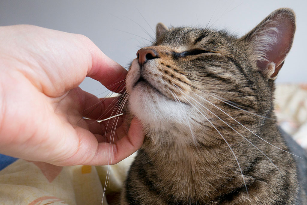 Image of a person scratching a cat's chin