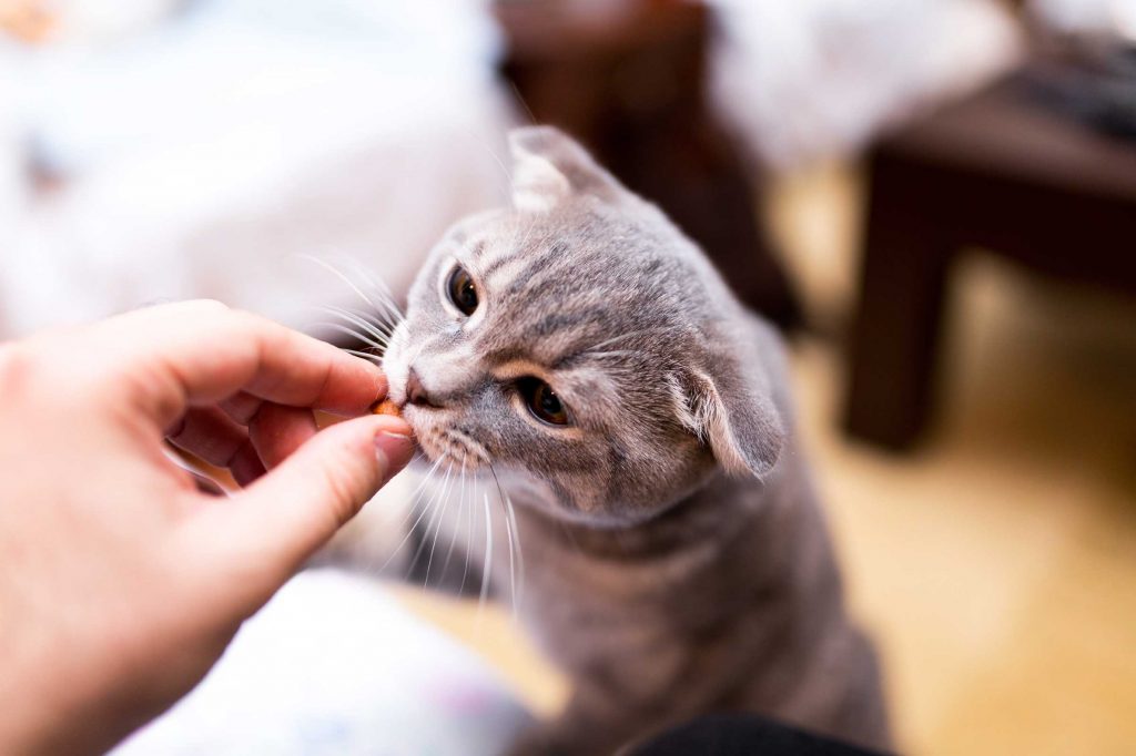 Cat enjoys eating a delicious treat