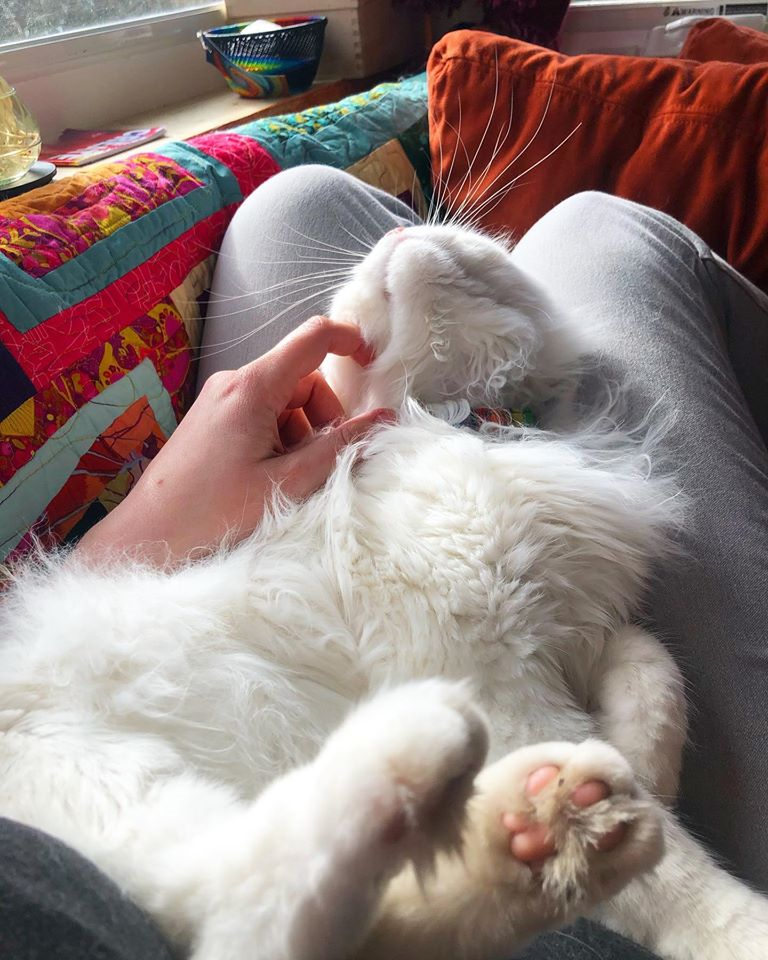 A cat lays in her owner's lap