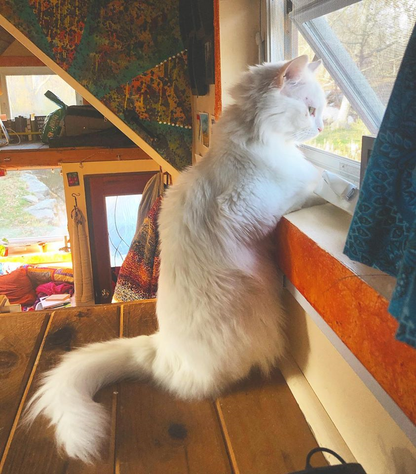 A white cat looks out the window