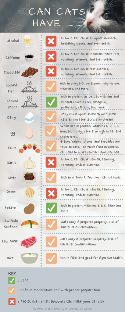 Infrographic showing which foods cats can and cannot eat and drink