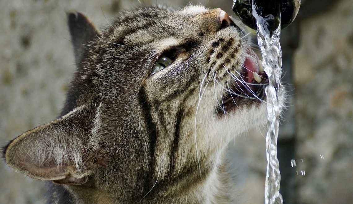 Cat drinking from a water fountain