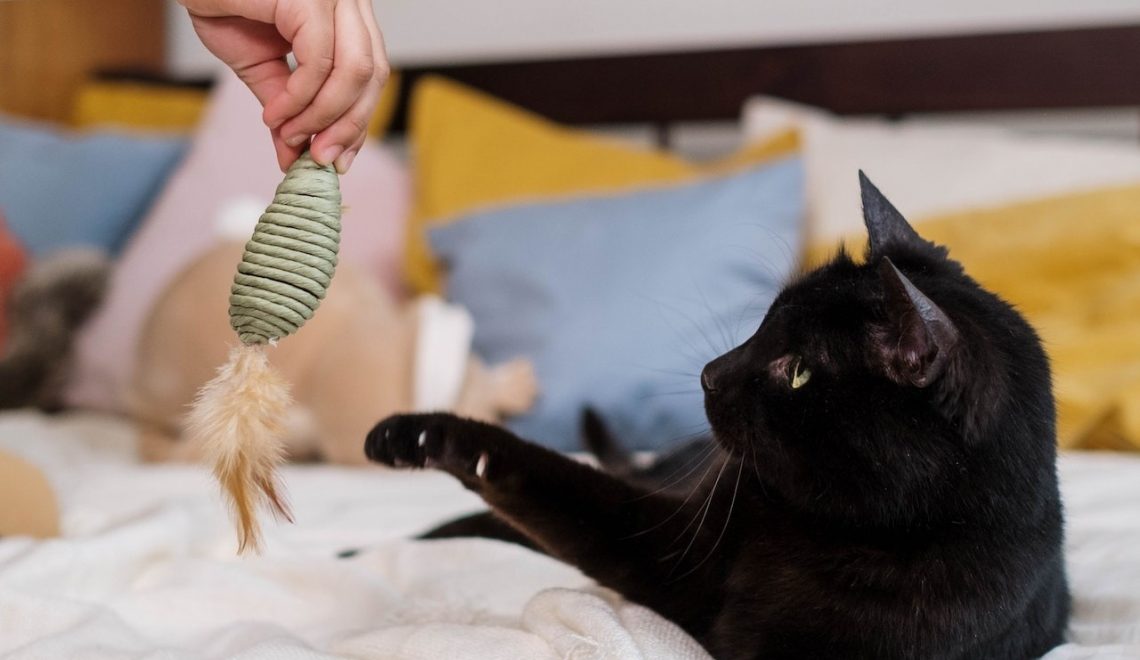 7 Typical Signs Your Cat Wants You to Play With Them