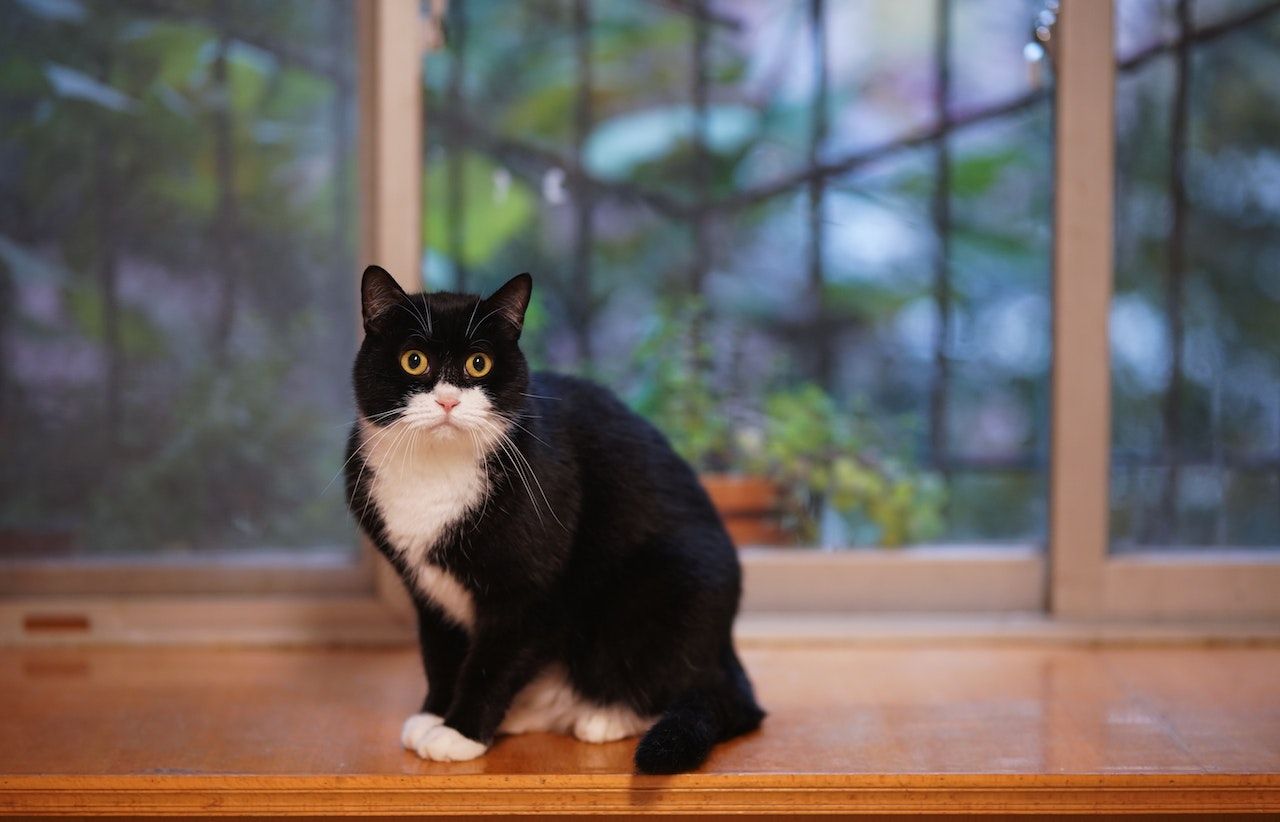 Tuxedo Cat Breeds